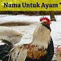 Slot Tipes Rasa Ayam Kampung Yang Bagus Di Indonesia